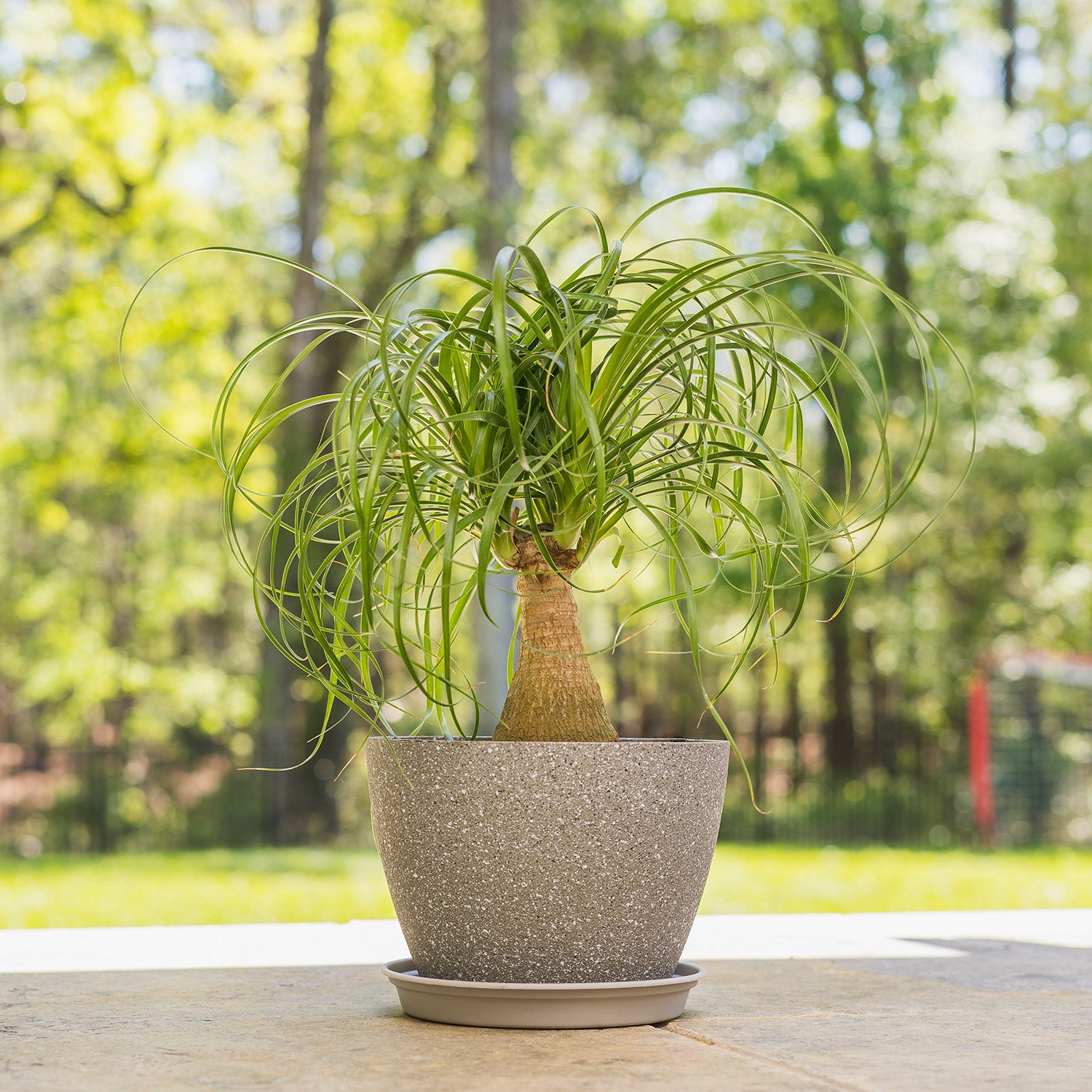 6 ponytail palm Ponytail Palm – Fragrance Plants and Flowers