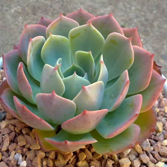 succulent with pink edges Pink Echeveria – Fragrance Plants and Flowers