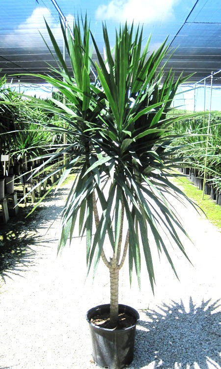 dracaena tarzan Dracaena Tarzan – Fragrance Plants and Flowers