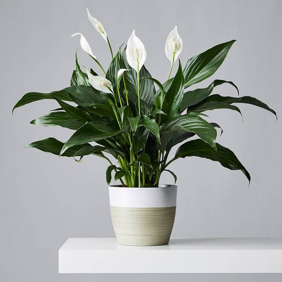 peace lily plant with pot Peace Lily – Fragrance Plants and Flowers