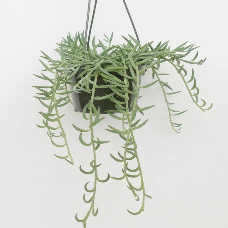 fishhook succulent care String of Fish Hooks – Fragrance Plants and Flowers