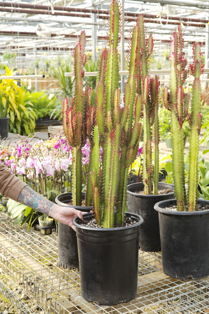 Euphorbia trigona 6in Rubra – Cornell Farm, image size:852x1280