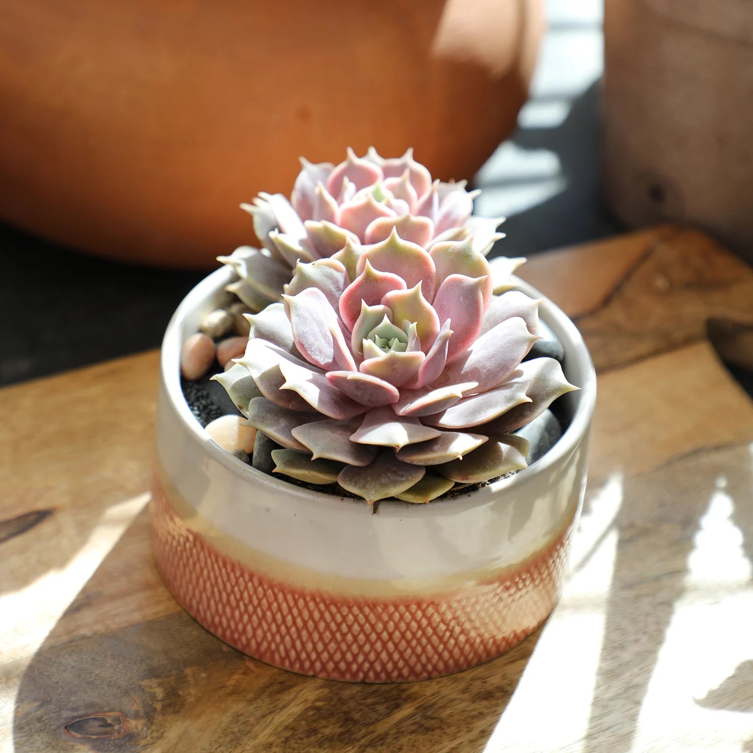 succulent in pink pot Pink Echeveria – Fragrance Plants and Flowers