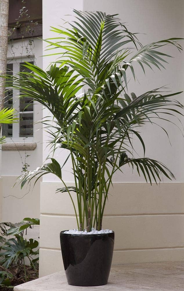kentia palm potting mix Kentia Palm – Fragrance Plants and Flowers