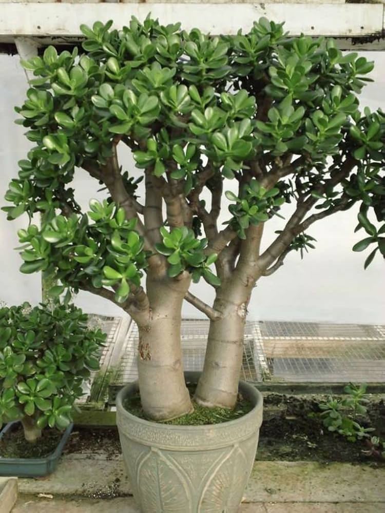jade plant smell Jade – Fragrance Plants and Flowers