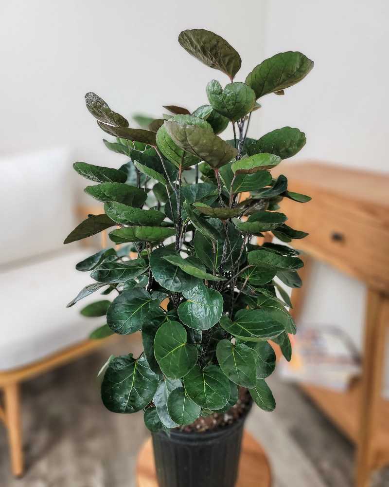 Fabian Aralia – Fragrance Plants and Flowers