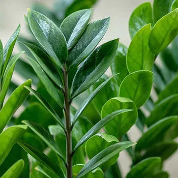 ghost zz plant ZZ Plant – Fragrance Plants and Flowers