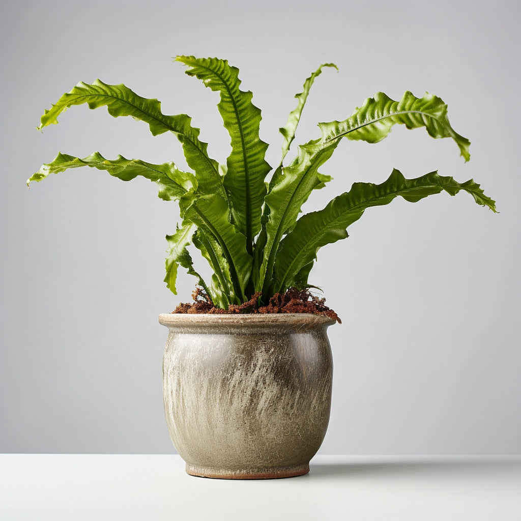 bird nest fern driftwood Bird Nest Fern – Fragrance Plants and Flowers