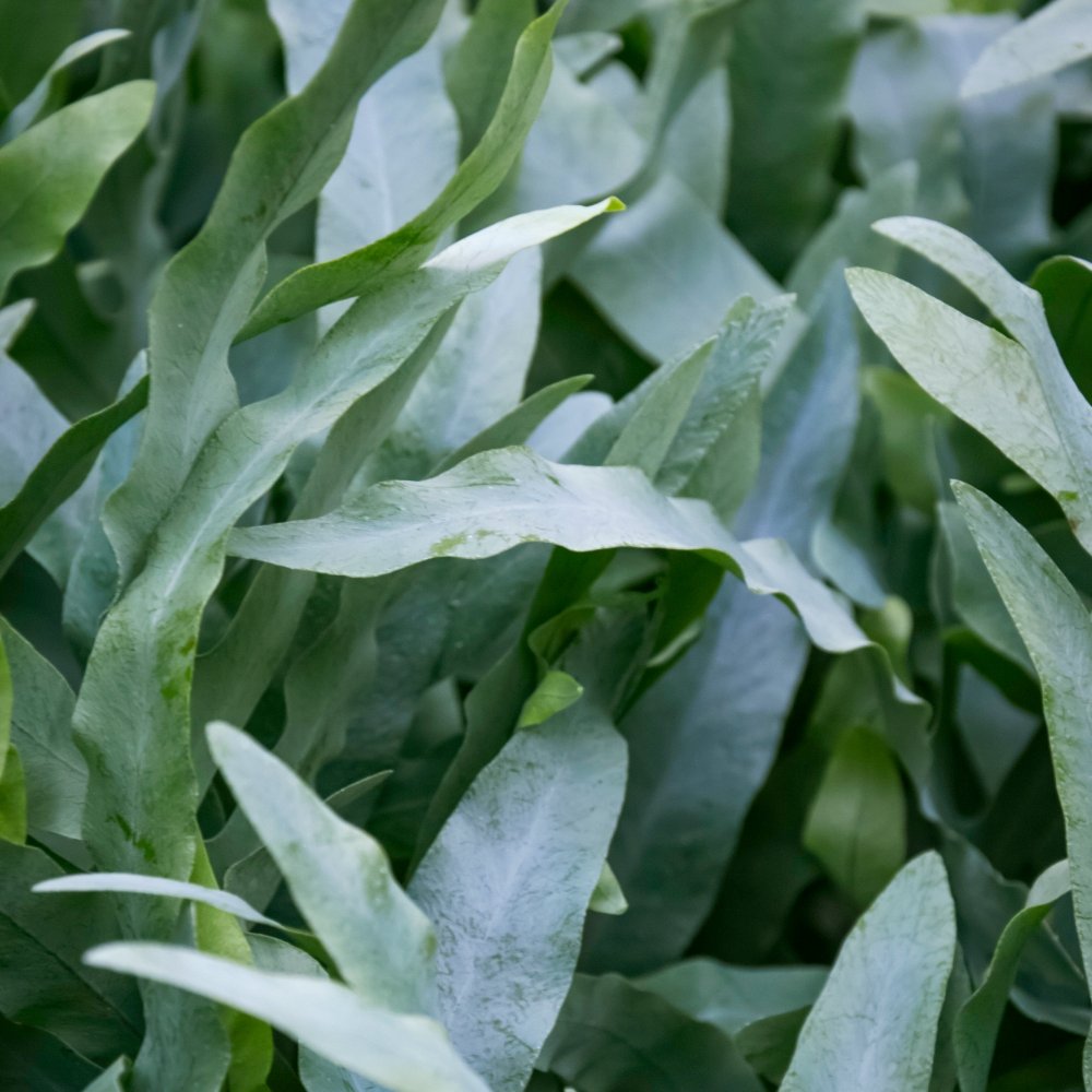 Blue Star Fern – Fragrance Plants and Flowers