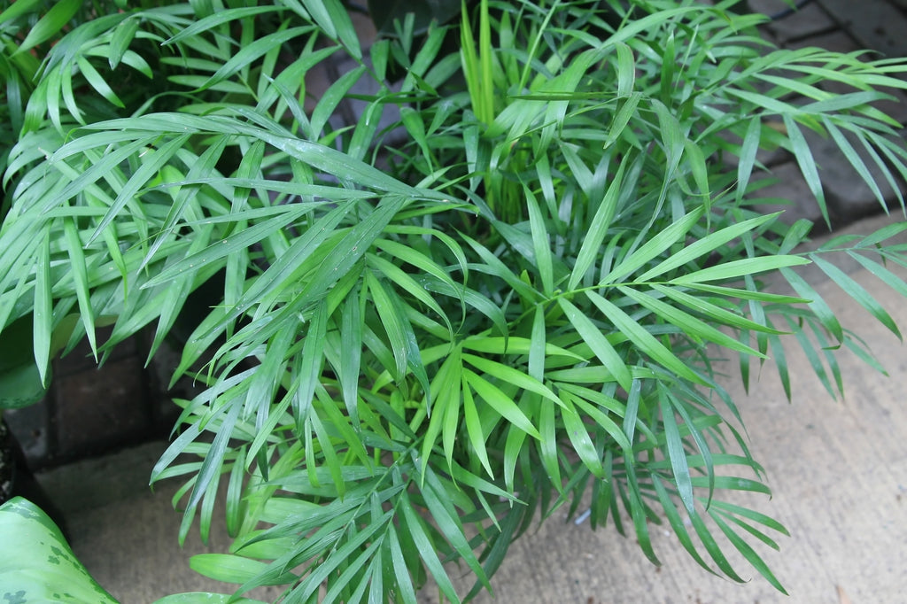 parlor palm commodore palm Chamaedorea Elegans – Fragrance Plants and Flowers