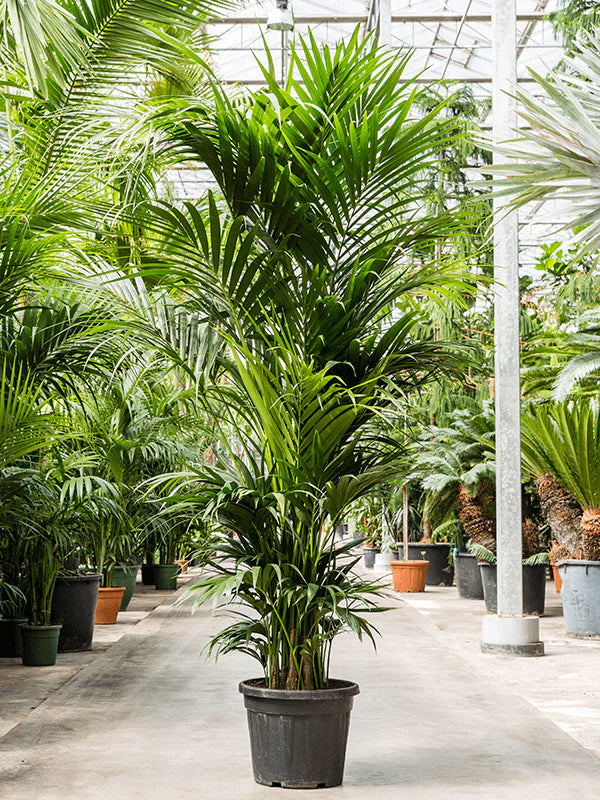 Kentia Palm – Fragrance Plants and Flowers