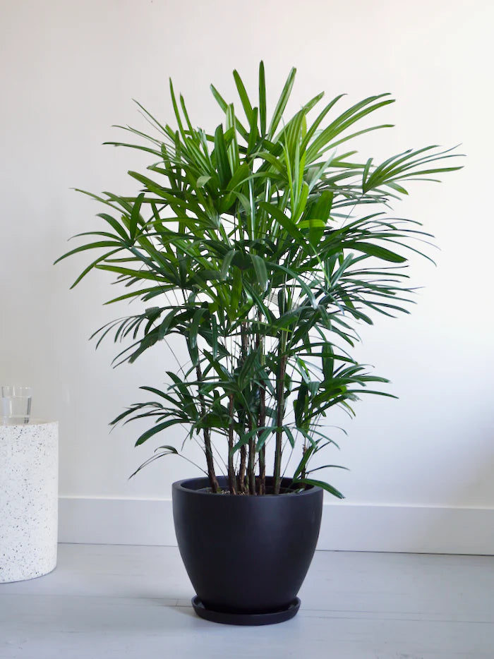 Rhapis Excelsa Palm – Fragrance Plants and Flowers
