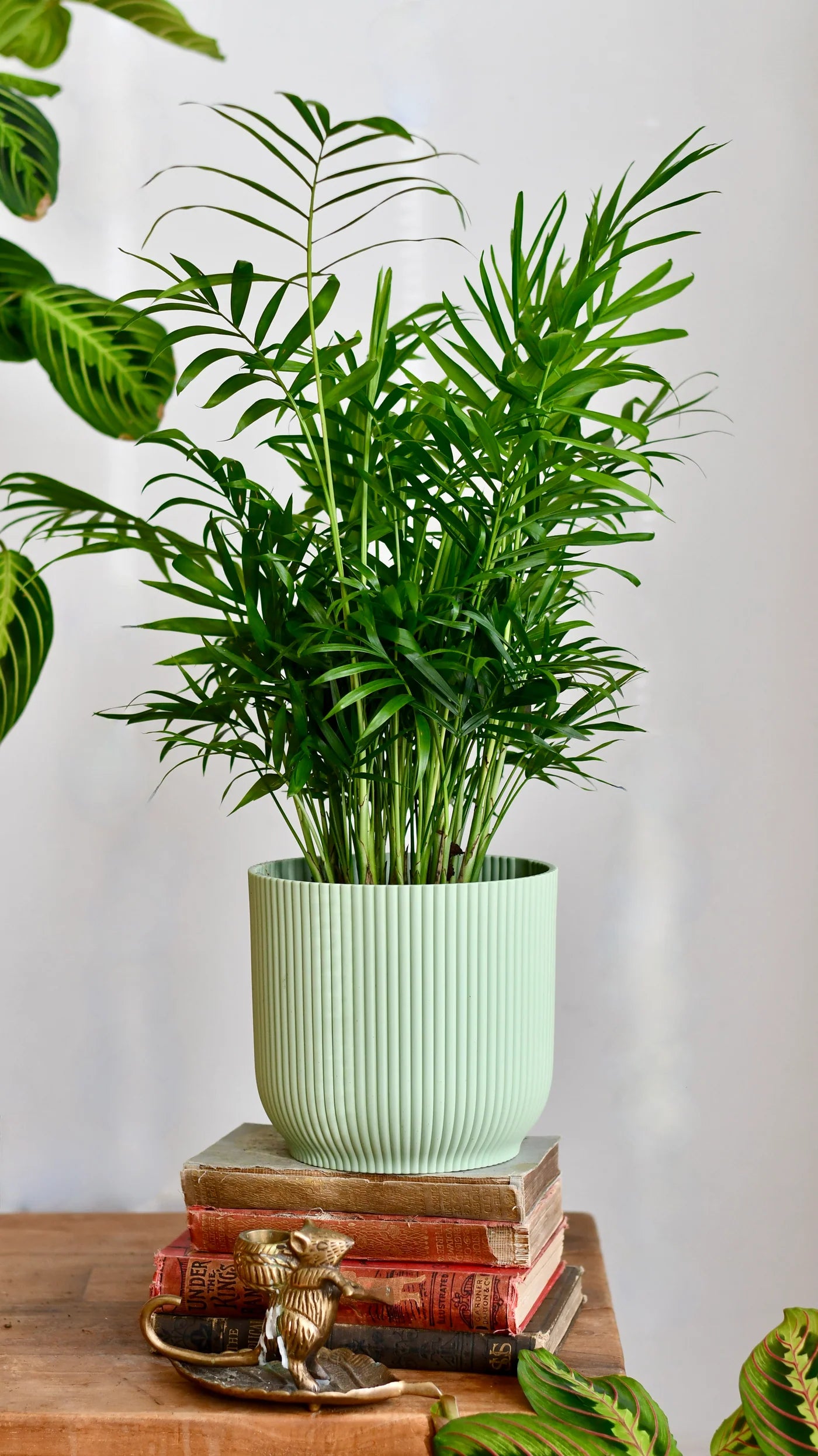 Chamaedorea Elegans – Fragrance Plants and Flowers