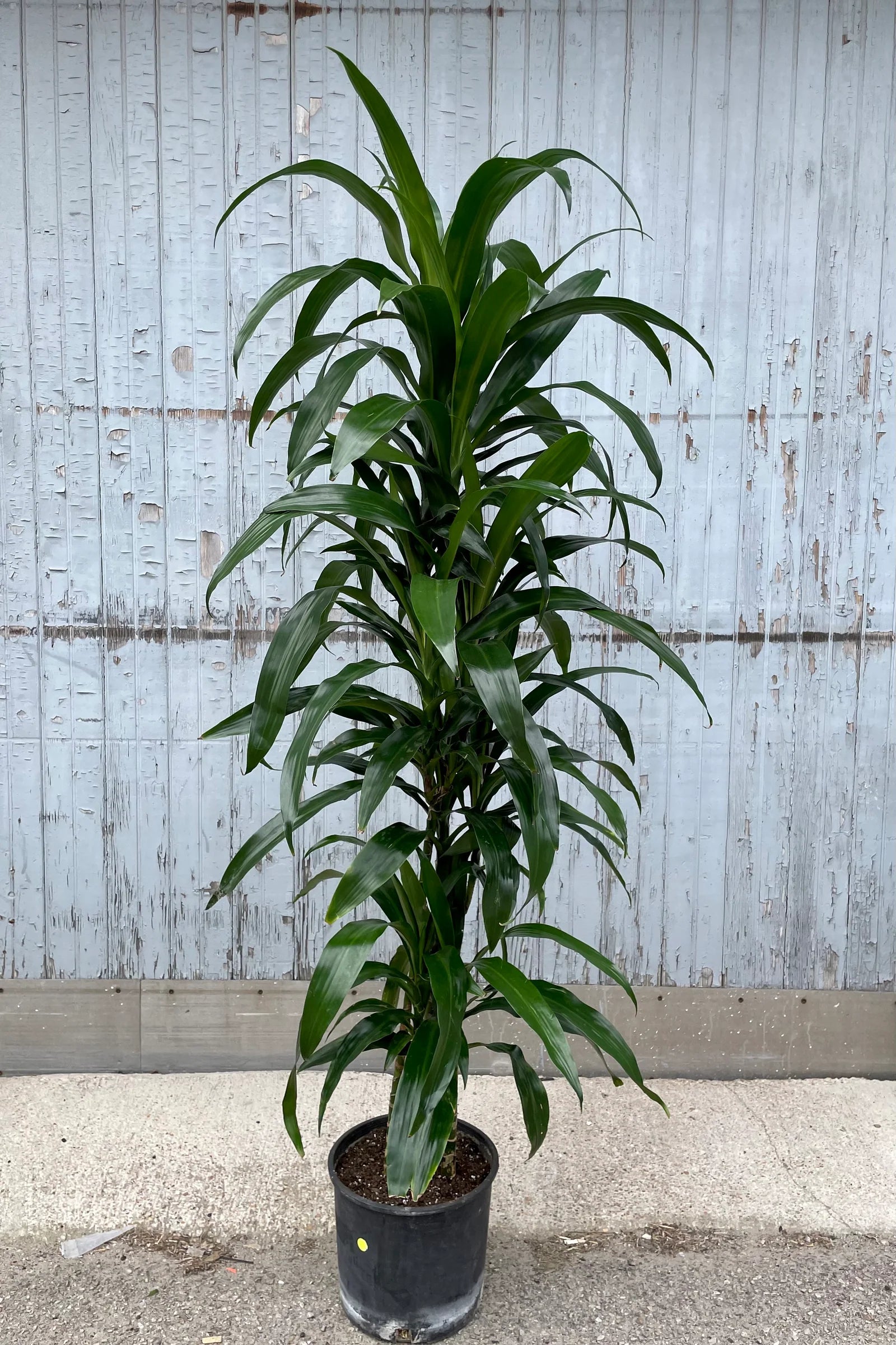 dracaena deremensis lisa Lisa Cane – Fragrance Plants and Flowers