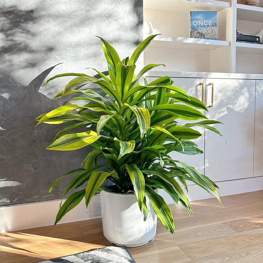 Lemon Lime Dracaena – Fragrance Plants and Flowers