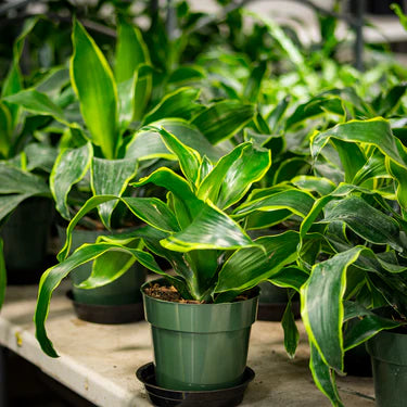 dracaena asstd Dracaena Art – Fragrance Plants and Flowers