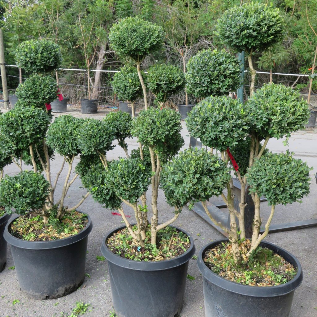 pom bonsai Boxwoods Pom Pom – Fragrance Plants and Flowers
