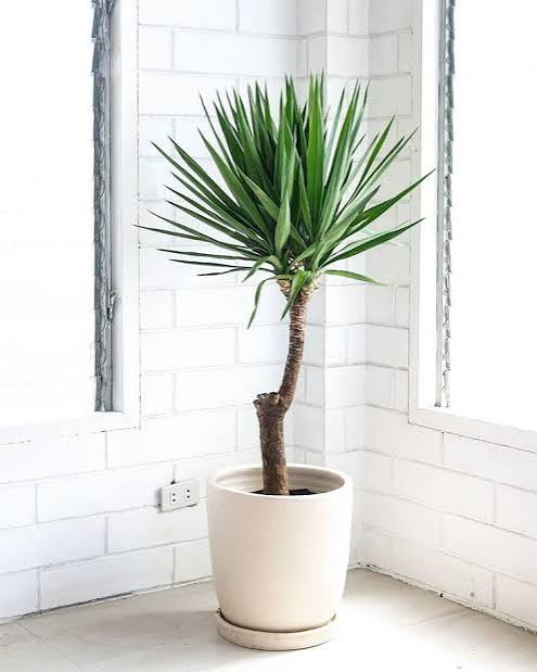 yucca indoor plant Yucca Palm – Fragrance Plants and Flowers