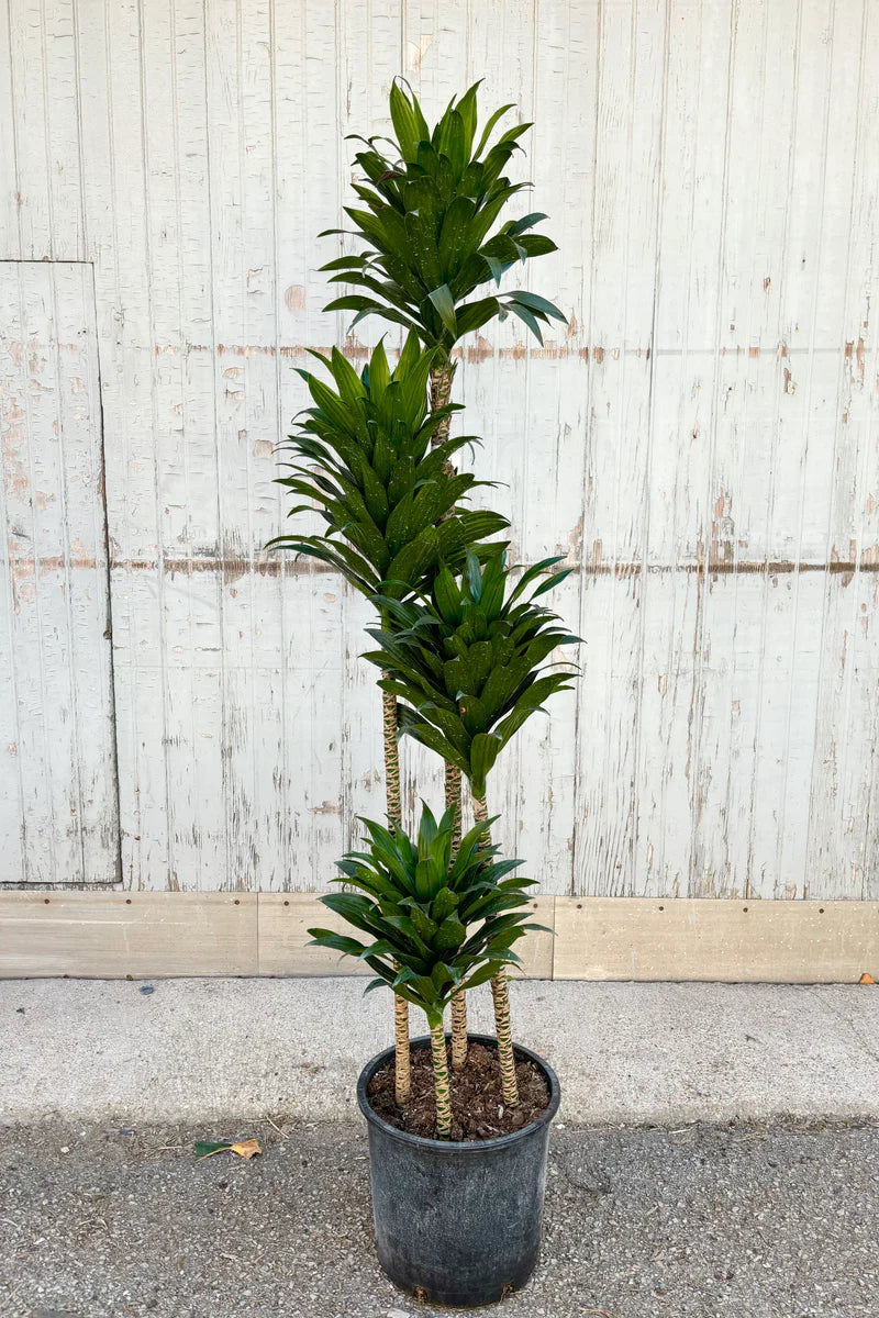 dracaena janet craig compacta flower J.C Compacta – Fragrance Plants and Flowers