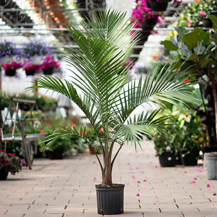 majestic palm plant Majesty Palm – Fragrance Plants and Flowers