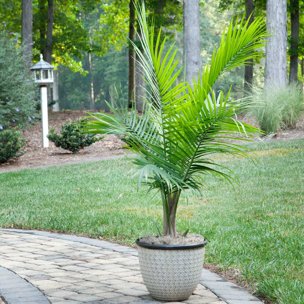 perennial palm plants Majesty Palm – Fragrance Plants and Flowers