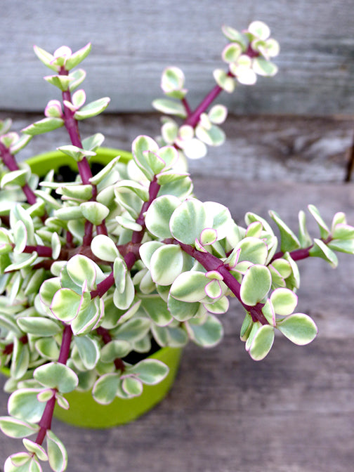 Elephant Bush Variegated – Fragrance Plants and Flowers