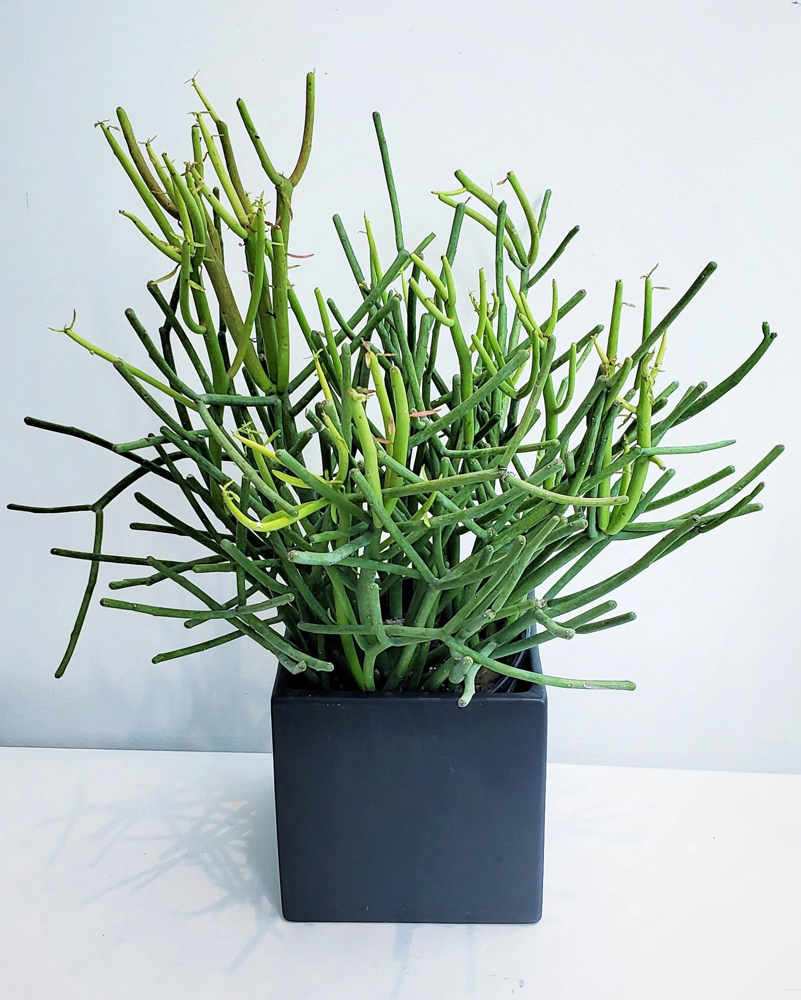 pencil cactus wiki Pencil Cactus – Fragrance Plants and Flowers