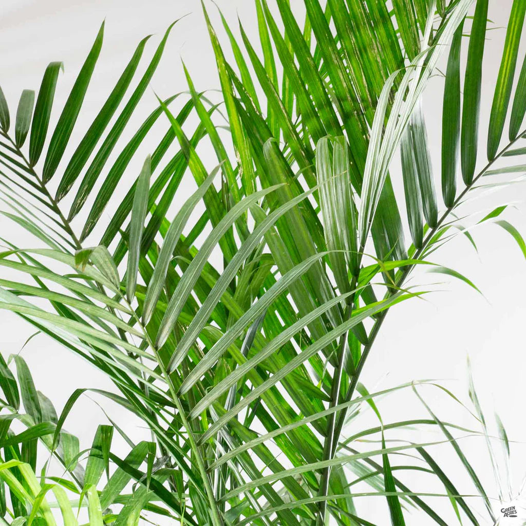 palm leaf plants Majesty Palm – Fragrance Plants and Flowers