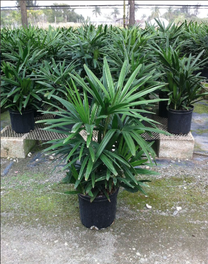 Rhapis Excelsa Palm – Fragrance Plants and Flowers