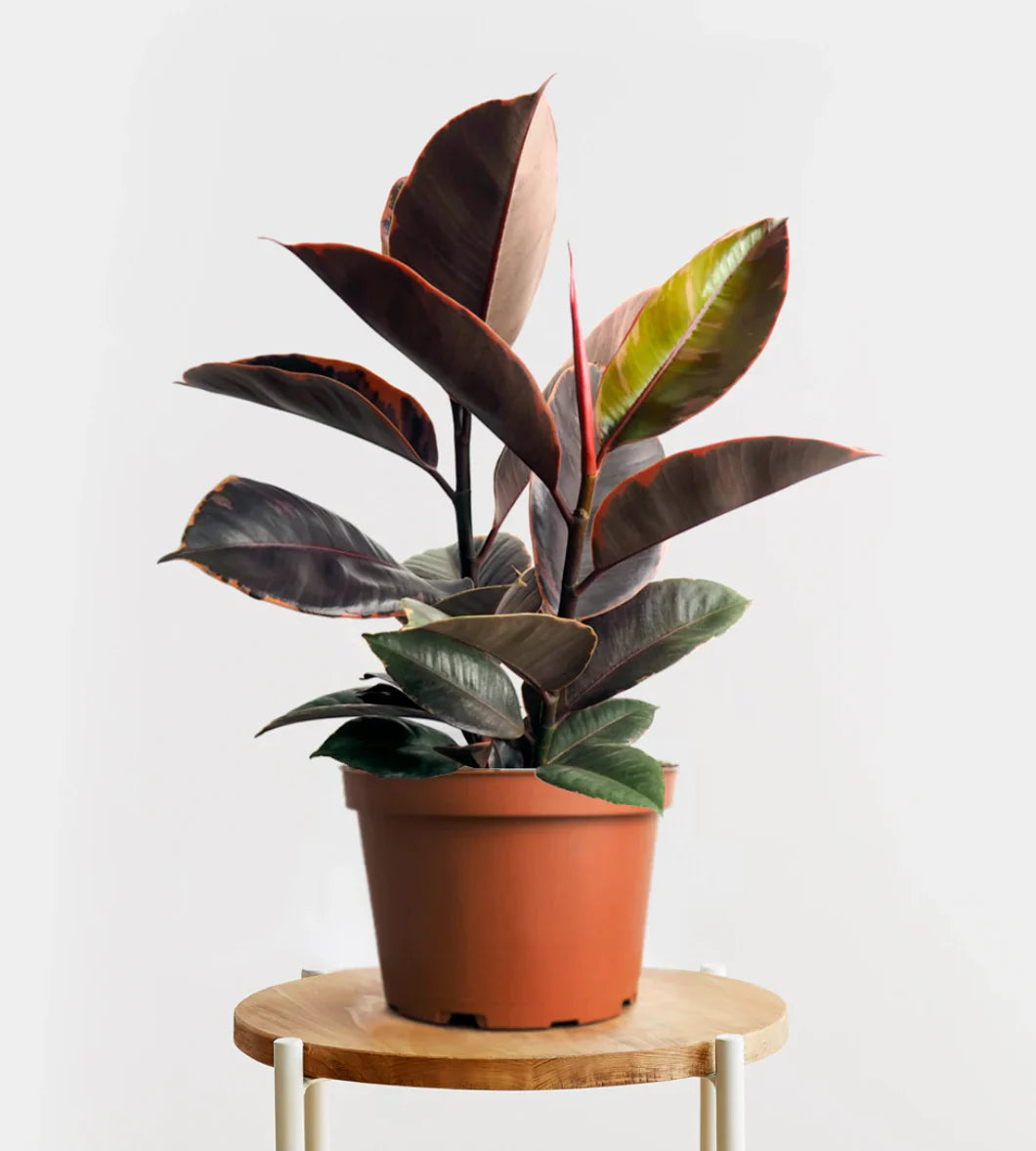rubber tree smell Rubber Tree – Fragrance Plants and Flowers