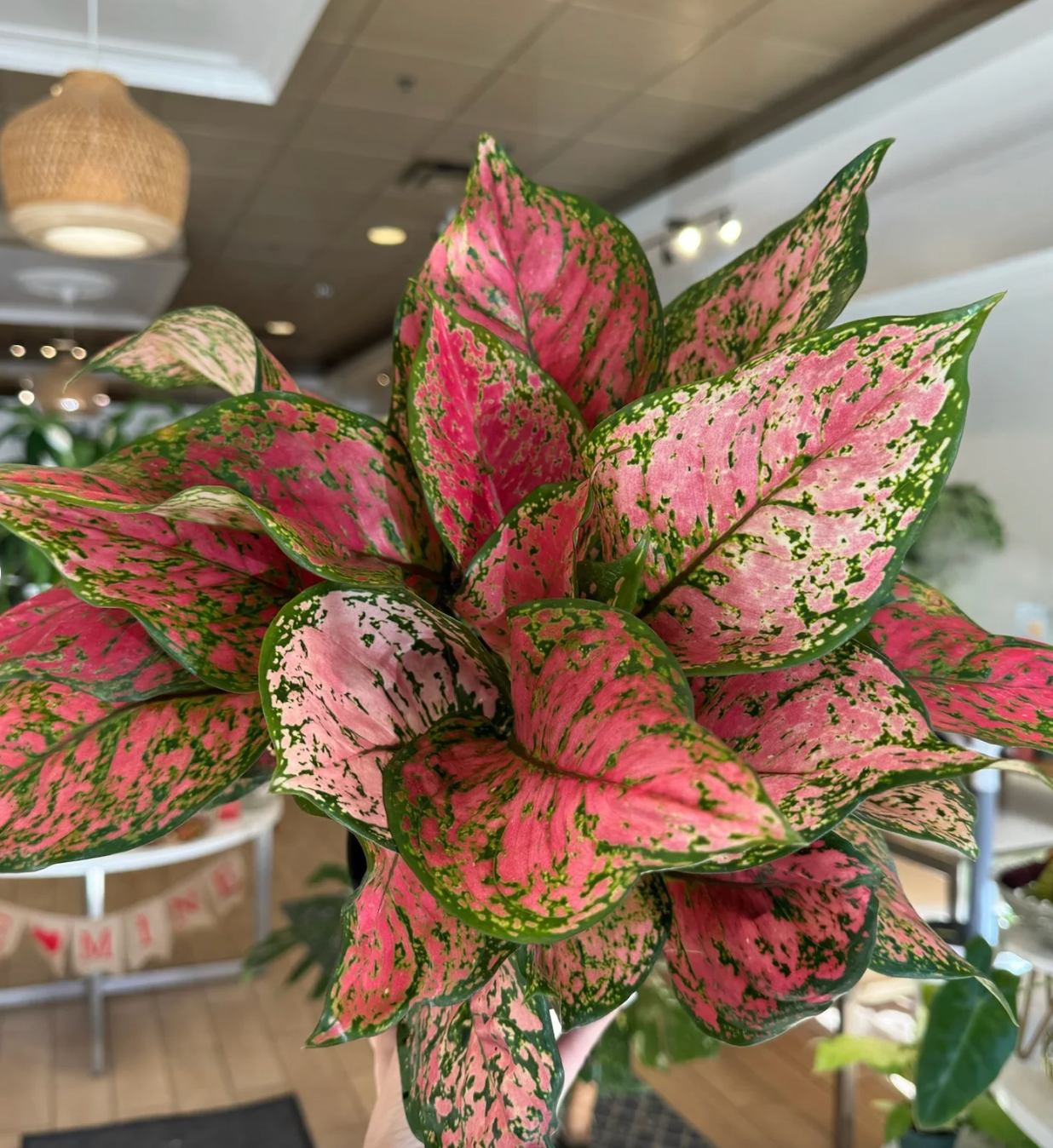 aglaonema red pink Aglaonema Ruby Ray – Fragrance Plants and Flowers