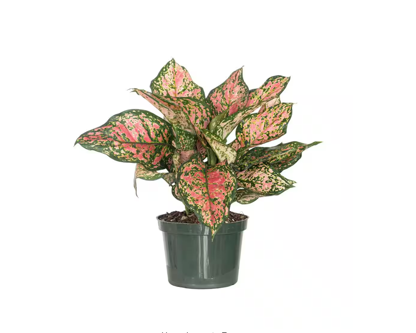 Aglaonema Ruby Ray  Fragrance Plants and Flowers