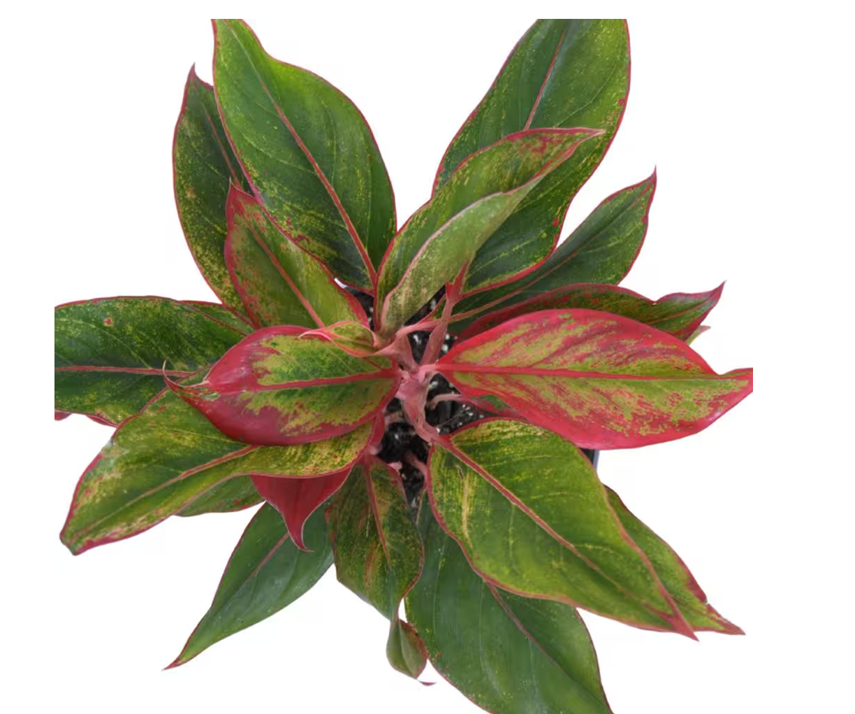 aglaonema suzy Aglaonema Sapphire Suzanne – Fragrance Plants and Flowers