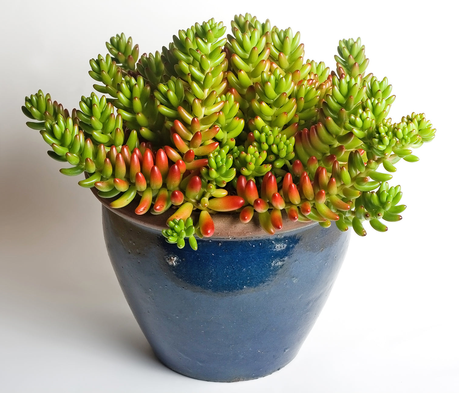 jelly bean succulent sunlight Jelly Bean – Fragrance Plants and Flowers