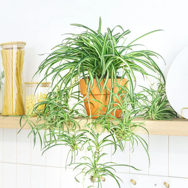 brazilian spider plant Spider Plant – Fragrance Plants and Flowers