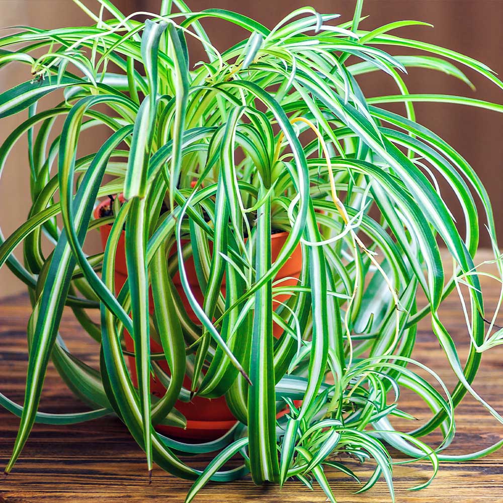 Spider Plant – Fragrance Plants and Flowers