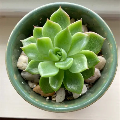 small green succulent Green Echerveria – Fragrance Plants and Flowers