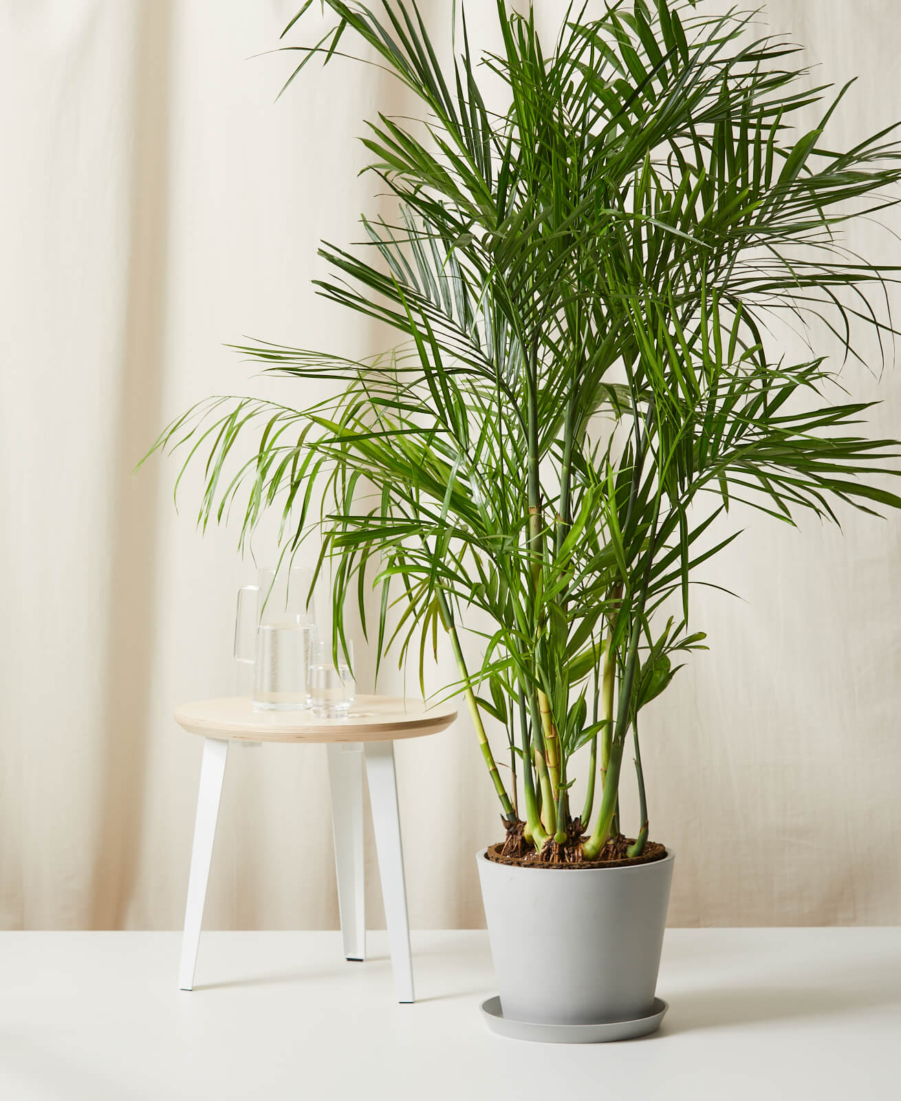 reed palm plant Bamboo Palm – Fragrance Plants and Flowers