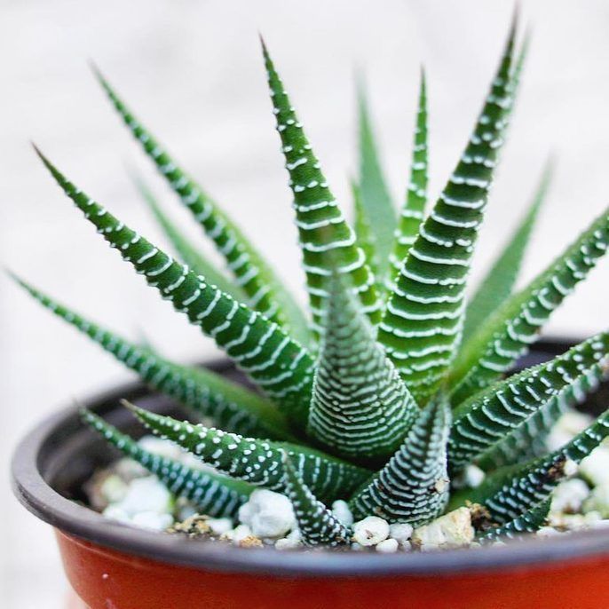 Zebra Aloe – Fragrance Plants and Flowers