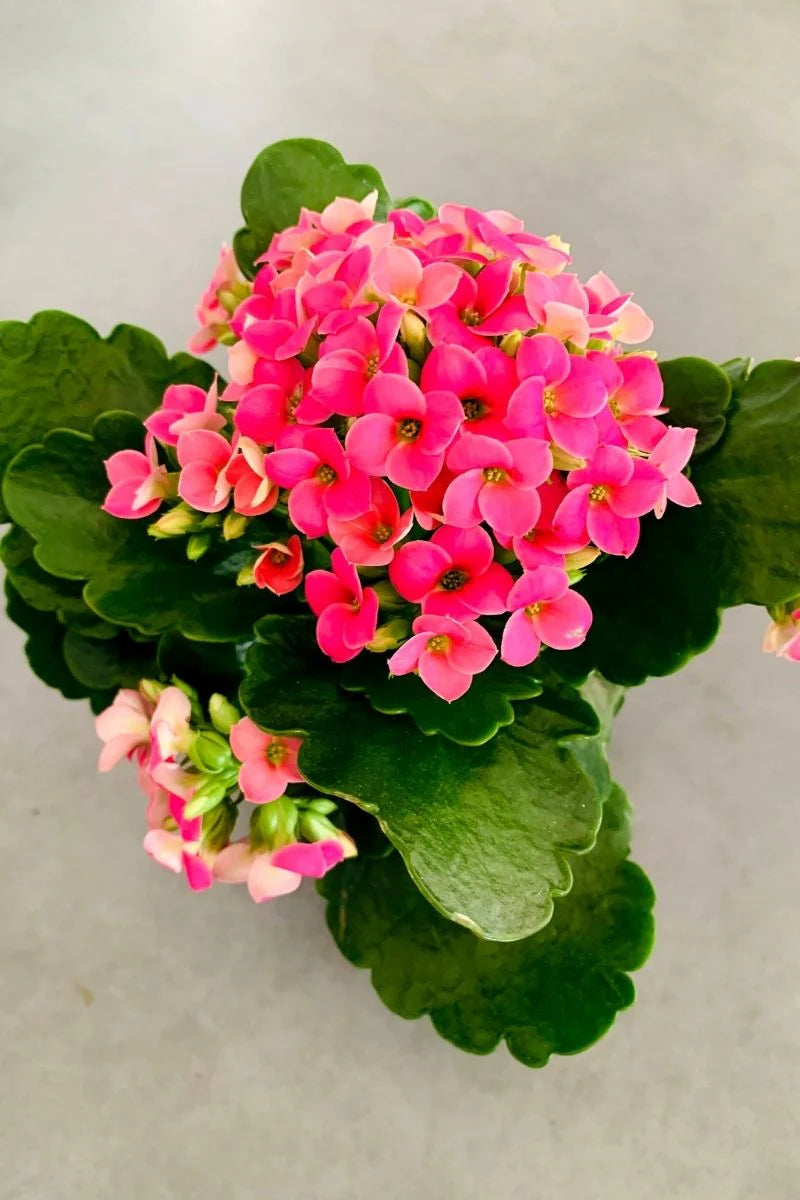 is kalanchoe an indoor plant Kalanchoe – Fragrance Plants and Flowers
