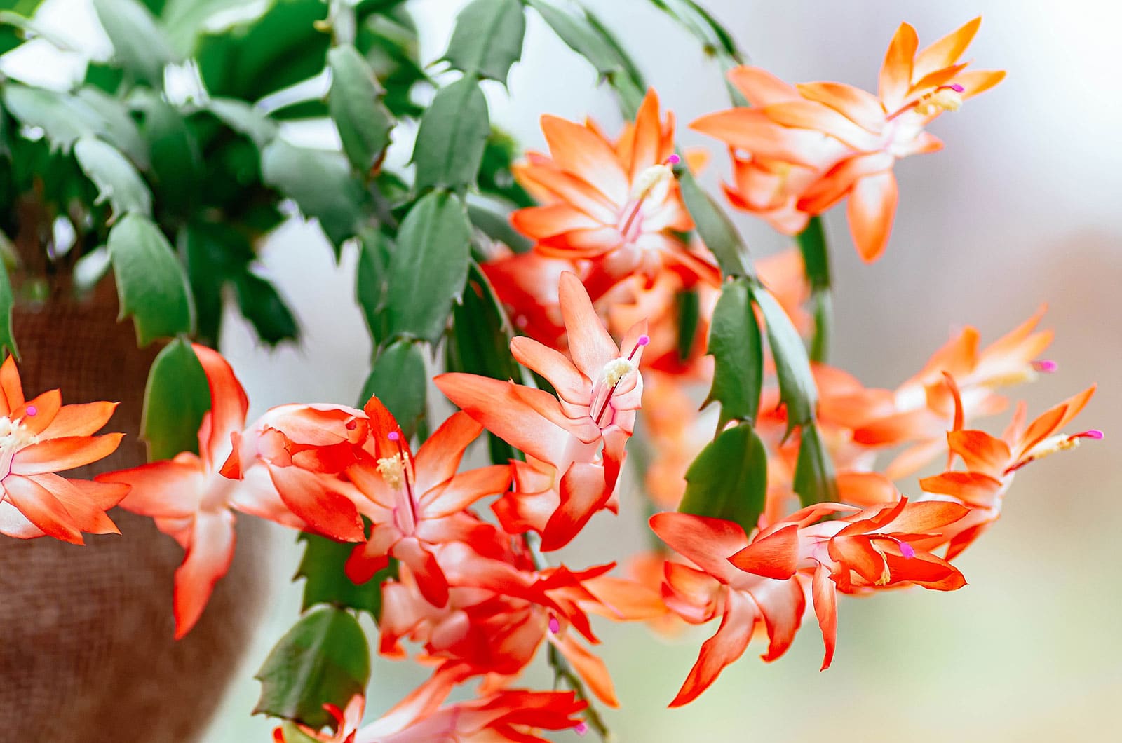 Christmas Cactus  Fragrance Plants and Flowers