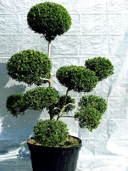 Pom Pom Boxwood – Fragrance Plants and Flowers