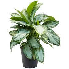 aglaonema silver bay flower Aglaonema Silver Bay – Fragrance Plants and Flowers