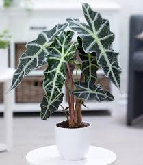 alocasia polly elephant ear plant Alocasia Polly – Fragrance Plants and Flowers