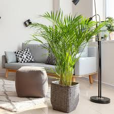 areca palm nyc Areca Palm – Fragrance Plants and Flowers