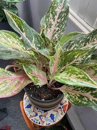 aglaonema pink sparkling sarah care Aglaonema Speckled Sarah – Fragrance Plants and Flowers