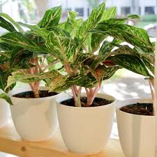 aglaonema spotted Aglaonema Speckled Sarah – Fragrance Plants and Flowers
