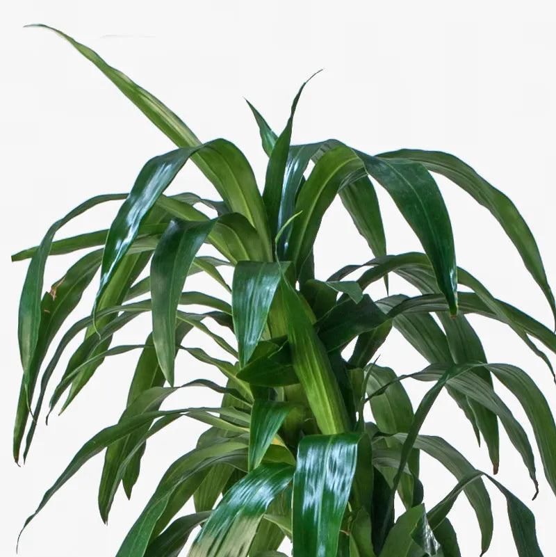 dracaena lisa buy Lisa Cane – Fragrance Plants and Flowers