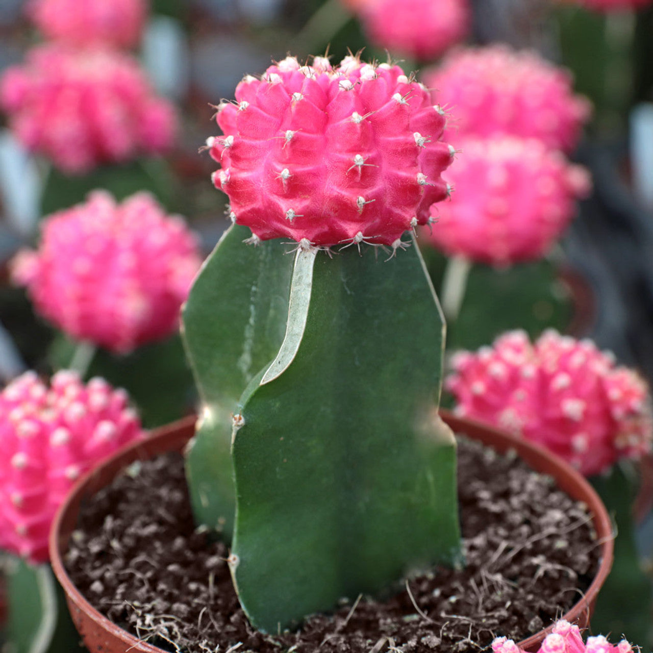Grafted Cactus – Fragrance Plants and Flowers