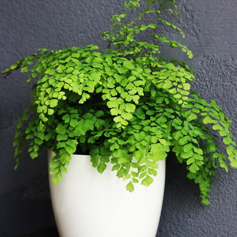 maidenhair indoor plant Maidenhair Fern – Fragrance Plants and Flowers